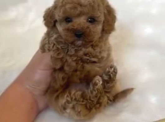 Core Babadan Poodle Bebekler görsel