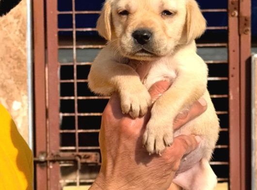 Orji̇nal Kanada Labrador Yabrular Hazir görsel