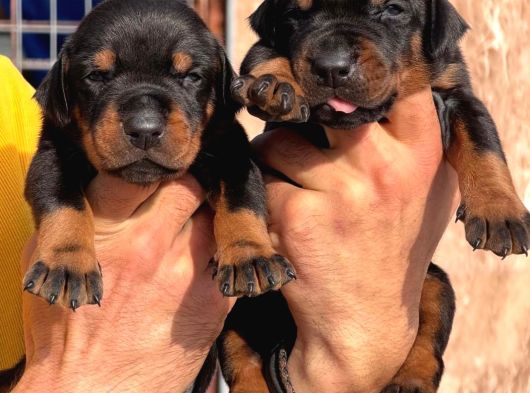 Kizil-Si̇yah Doberman Yavrular Mevcut görsel