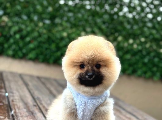 Irk Garanti̇li̇ Pomerani̇an Boo Yavrularimiz görsel