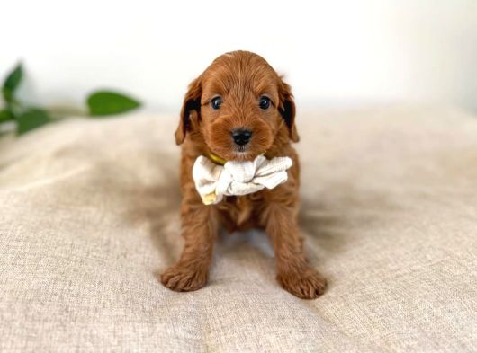 Çikolata Kardeşler Toy Poodle Yavrumuz görsel
