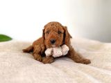 Çikolata Kardeşler Toy Poodle Yavrumuz