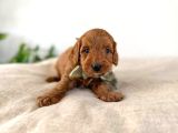 Çikolata Kardeşler Toy Poodle Yavrumuz