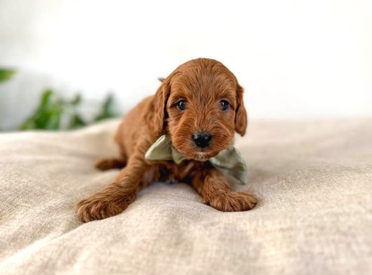 Çikolata Kardeşler Toy Poodle Yavrumuz görsel