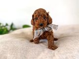 Çikolata Kardeşler Toy Poodle Yavrumuz