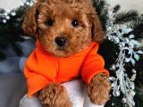 ORJİNAL IRK GARANTİLİ TOY POODLE