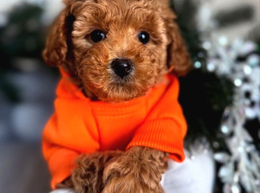 Orji̇nal Irk Garanti̇li̇ Toy Poodle görsel