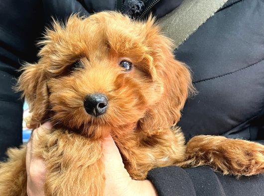 Maltipoo Yavru Erkek Ped Eğitimli