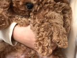 Poodle Yavrular Evdoğumu