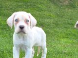Türki̇yeni̇n En Özel Cane Corsa Yavrusu