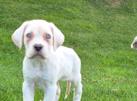 Türki̇yeni̇n En Özel Cane Corsa Yavrusu görsel