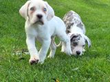 Türki̇yeni̇n En Özel Cane Corsa Yavrusu