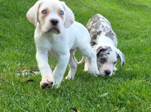 Türki̇yeni̇n En Özel Cane Corsa Yavrusu görsel