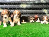 Elizabeth Beagle Yavrularımız Hazır