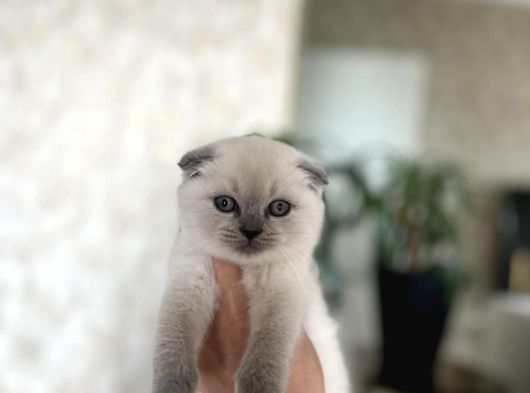 Ev Ortaminda Büyüyen Scottish Fold Blue Poi̇nt Yavrularim