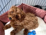 Maltipoo Yavru Erkek Ped Eğitimli