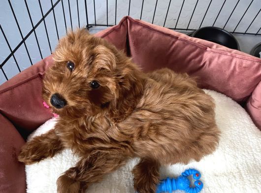 Maltipoo Yavru Erkek Ped Eğitimli görsel