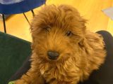 Maltipoo Yavru Erkek Ped Eğitimli