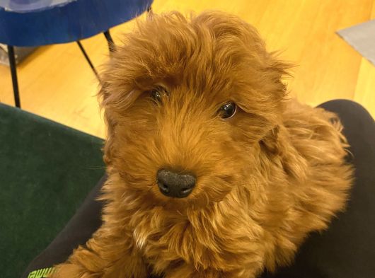 Maltipoo Yavru Erkek Ped Eğitimli görsel