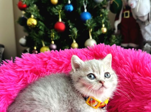 British Shorthair Silver Yavru görsel