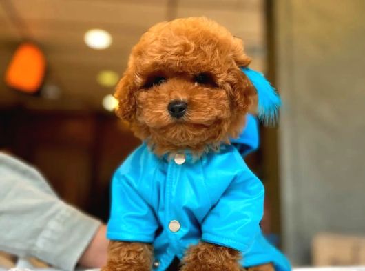 Red Brown Dişi Ve Erkek Toypoodle Yavrumuz