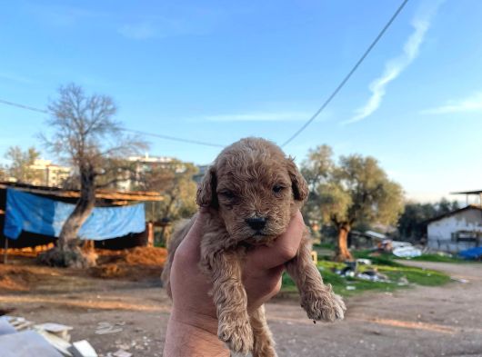 3 Kg Garantili Koyu Maltipo Bebeklerimiz görsel