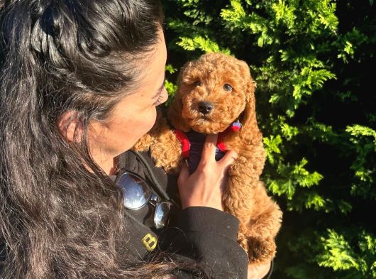 Poodle Yavrular Evdoğumu