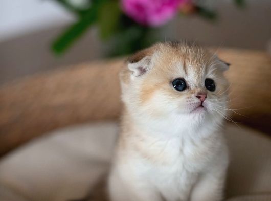 Yuvarlak Hatlı Golden Scottish Fold görsel