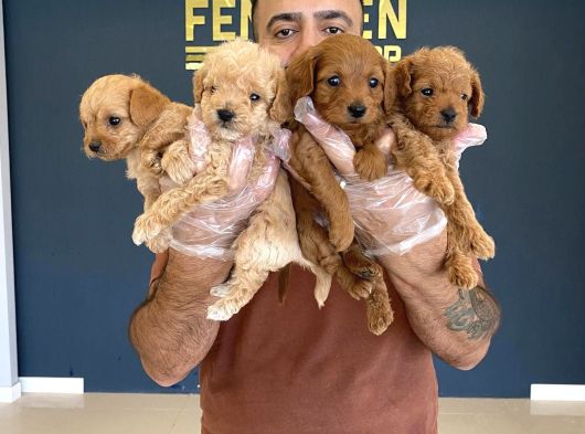 Renk Renk Orji̇nal Toy Poodle Yavrularimiz Güncel Ankara görsel