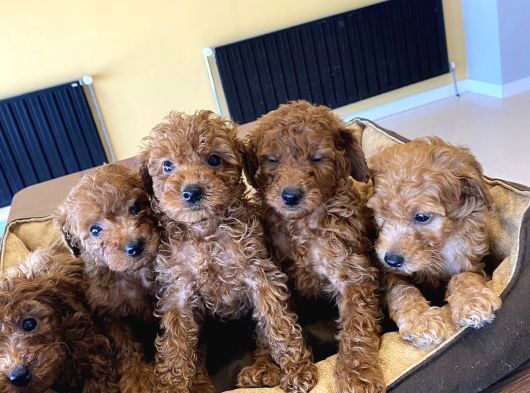 Renk Renk Orji̇nal Toy Poodle Yavrularimiz Güncel Ankara görsel