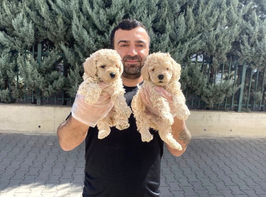 En Güzel Malti̇po Yavrulari Ankara Mağazamizda Görün görsel
