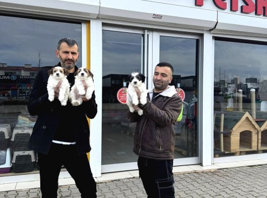 Morki̇e Yavrularimiz Mağazamizda Canli Görün Ankara