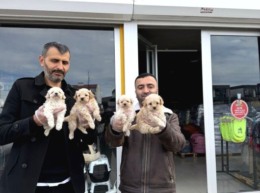 Morki̇e Yavrularimiz Mağazamizda Canli Görün Ankara görsel