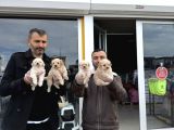En Güzel Malti̇po Yavrulari Ankara Mağazamizda Görün