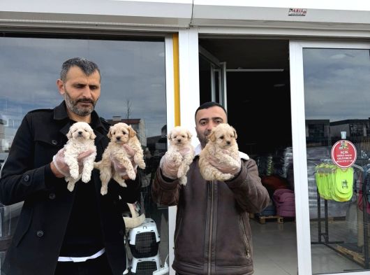 En Güzel Malti̇po Yavrulari Ankara Mağazamizda Görün görsel