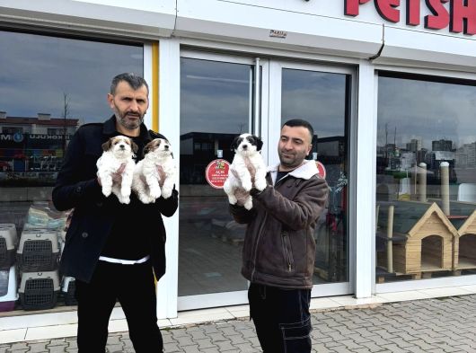 Morki̇e Yavrularimiz Mağazamizda Canli Görün Ankara görsel