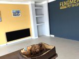 Renk Renk Orji̇nal Toy Poodle Yavrularimiz Güncel Ankara