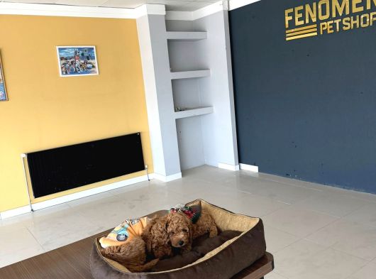 Renk Renk Orji̇nal Toy Poodle Yavrularimiz Güncel Ankara görsel