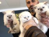 Kedi̇ci̇den Renk Renk British Shorthair Yavrulari Ankara