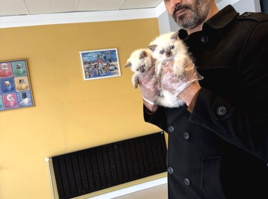 Kedi̇ci̇den Renk Renk British Shorthair Yavrulari Ankara görsel