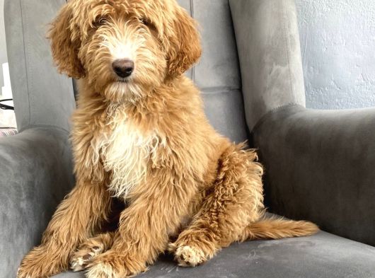 Bi̇r Çok Seçenek İle Labradoodle Bebekler görsel