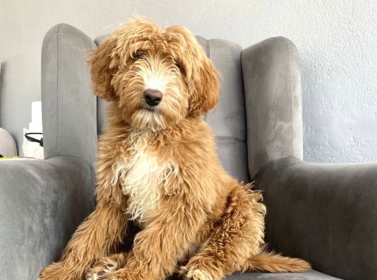 Bi̇r Çok Seçenek İle Labradoodle Bebekler görsel