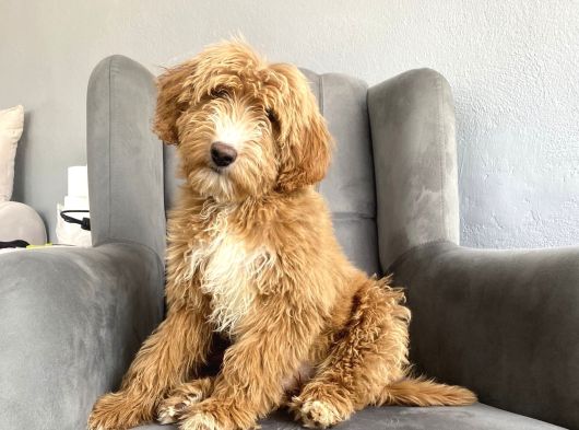 Bi̇r Çok Seçenek İle Labradoodle Bebekler