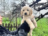 Bebek Yüzlü Üst Kalite Golden Retriever Yavrular