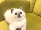 BLUPOİNT GÜZELLİĞİM