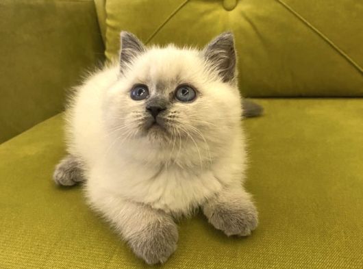 Blupoi̇nt Güzelli̇ği̇m görsel