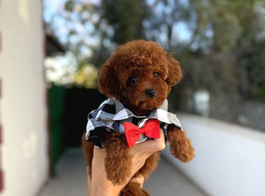 Sevimli Toy Poodle Yavrular görsel