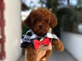 Sevimli Toy Poodle Yavrular