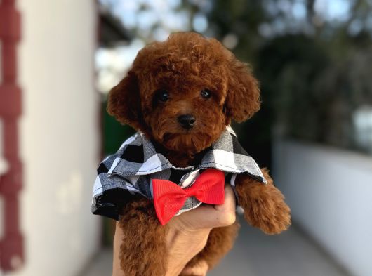 Sevimli Toy poodle Yavrular
