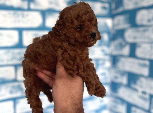 Toypoddle Yavrumuz görsel